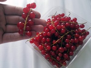red berries from a local grocery in Caen France