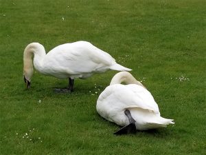 Swans on the lawn at Bletchley Park